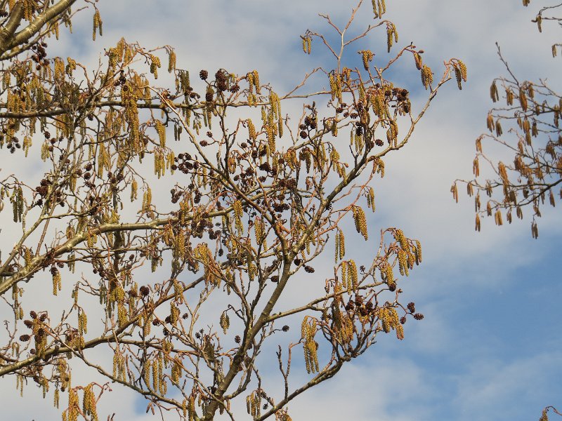 IMG_1092.JPG - Alder catkins